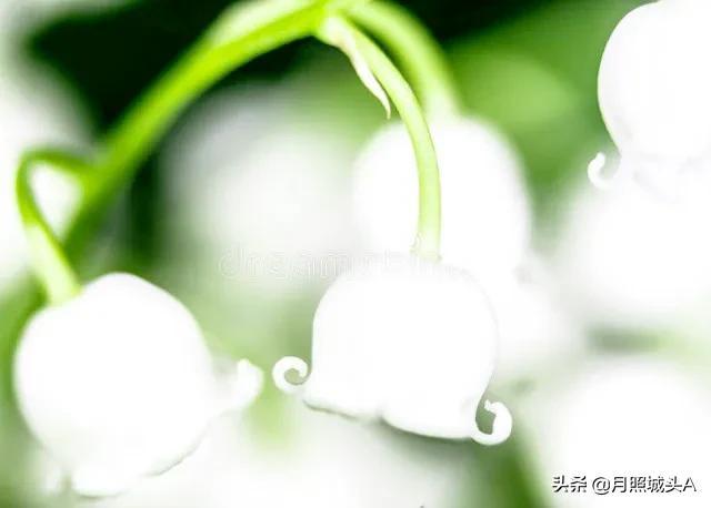 散文：阁中有旧书，窗下有草木