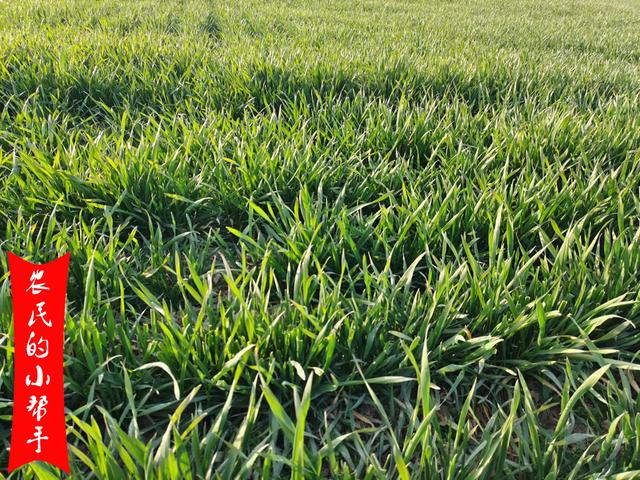 3月小麦还能打除草剂吗？看准一个关键因素，除草干净小麦安全