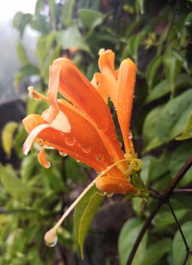 炮仗花