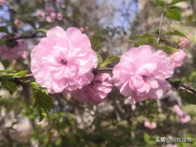 榆叶梅，是绿叶对鲜花的赞美，更是花与叶的相互点缀，相依相偎