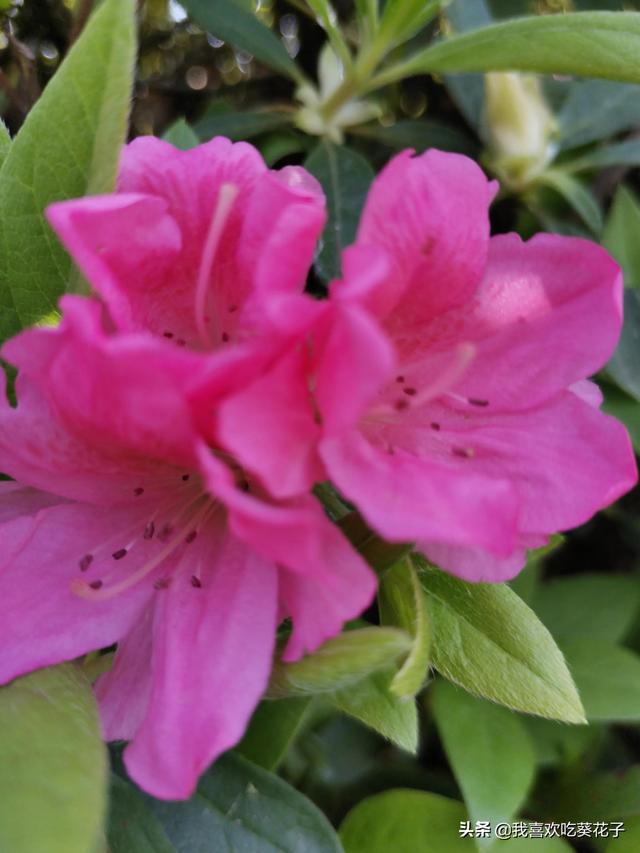 只为杜鹃来开花