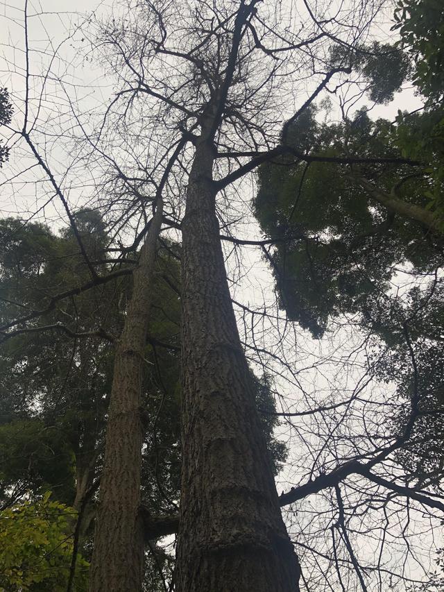 一不小心又成了夜遊~周末街子古鎮康道徒步到光嚴禅院~腳都走麻了