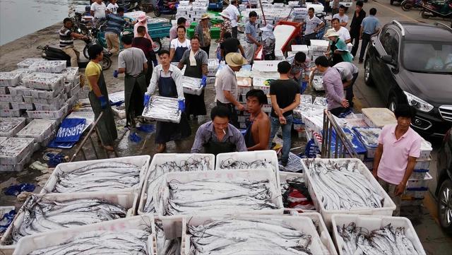 带鱼的隐忧：一年出水100万吨，幸免于滥捕，我国为何却养不了？