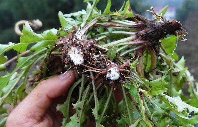 长期喝蒲公英泡水，身体会收获啥好处？提醒：5类人最好别凑热闹