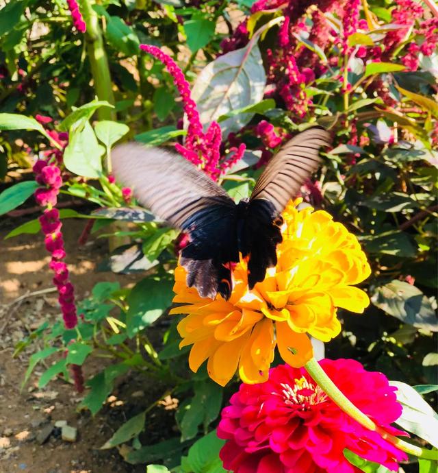 回顾春天百花争艳、招蜂引蝶图片大赏