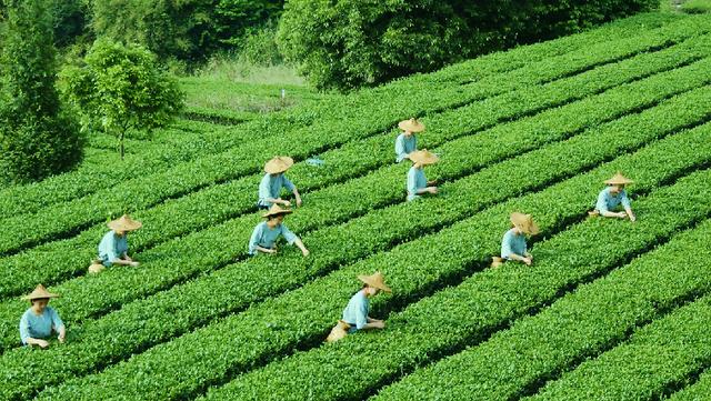 乌龙茶有哪些 乌龙茶有哪些（乌龙茶有哪些品种图片） 生活