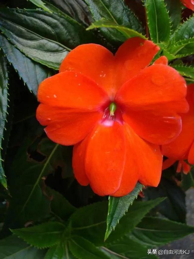 鲜花盛开，姹紫嫣红，争奇斗艳，美不胜收