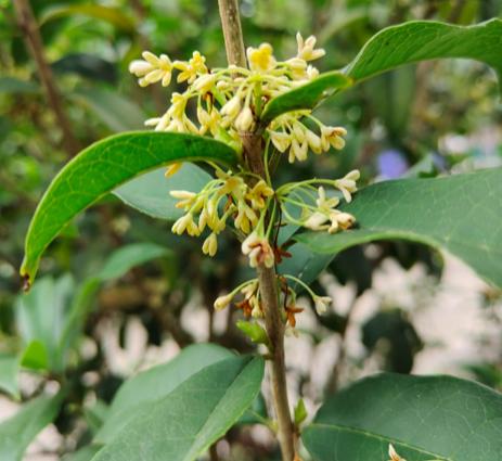 香水花 香水花（香水化学） 生活