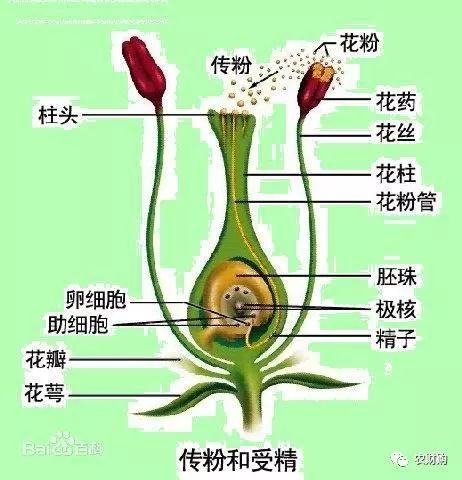 今年有核无核都可用920保果！深度解析柑橘落果+保果搭配4