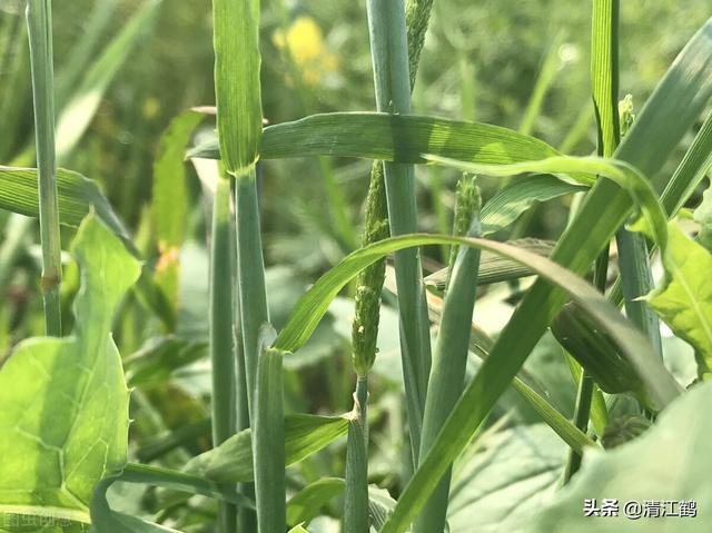 双氟滴辛酯除草剂功效有哪些？如何用才会有“叠加”增效作用6