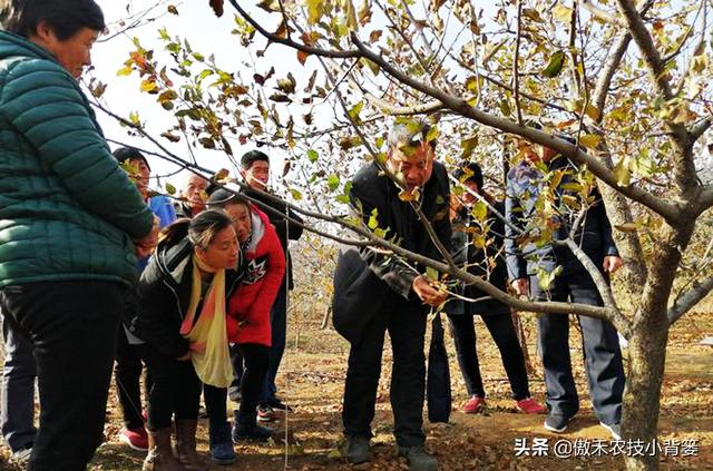 小小钻心虫，果树大危害，防治有技巧，果农使用这几招8