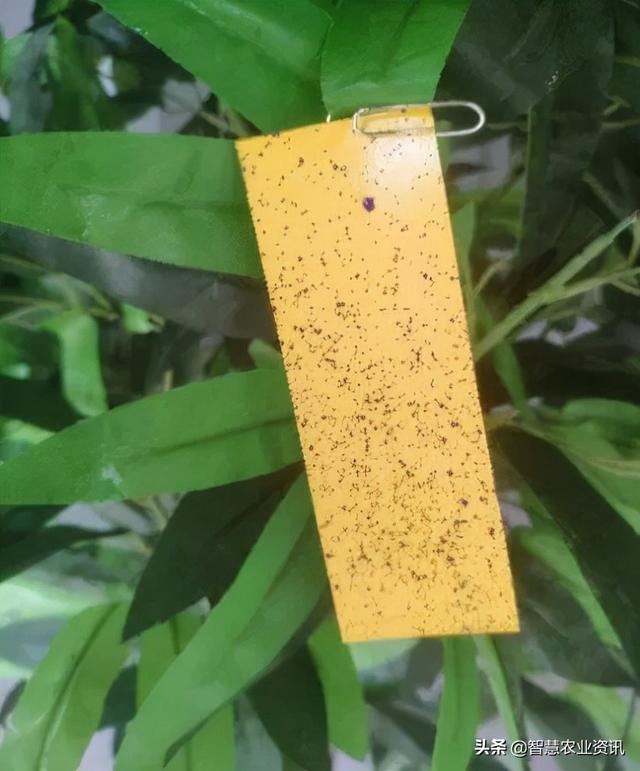 本溪隔膜泵式过滤机