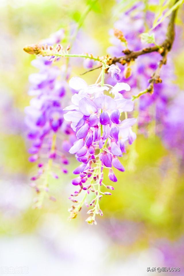 藤花前——独过静心斋