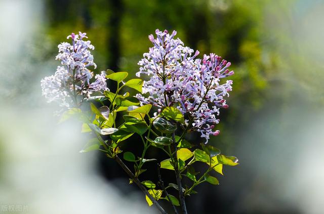 谷雨时节花满城