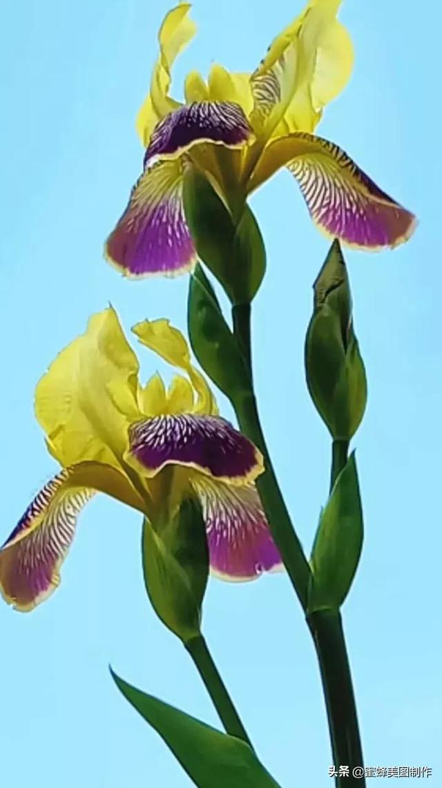 鲜花，因盛开而芬芳，因走过而醉人