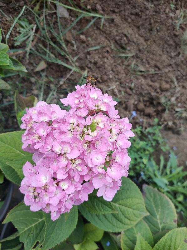 各种花的开放时间