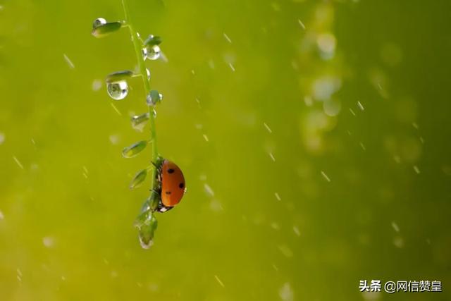 “春天送你一首诗”朗诵诗选之一