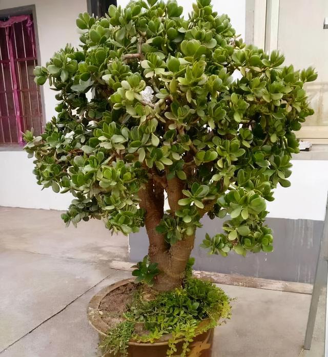 玉树的养殖方法