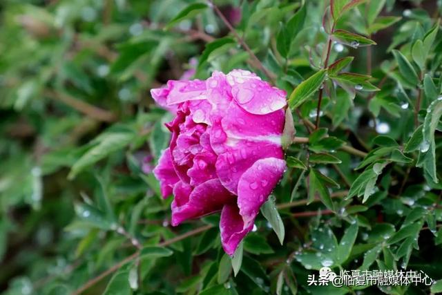 雨后河州牡丹 水珠欲滴 太美了