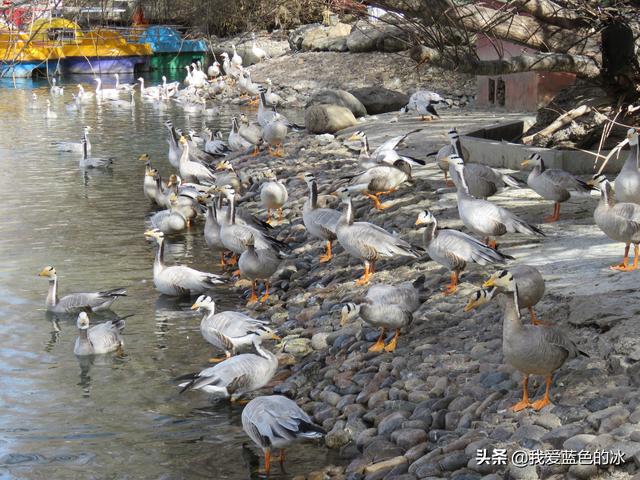 在布達拉宮後面的宗角祿康公園看水鳥能讓您忘記所有的煩惱