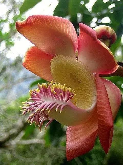 花的世界，芬芳美丽；醉了眼眸，美了心情