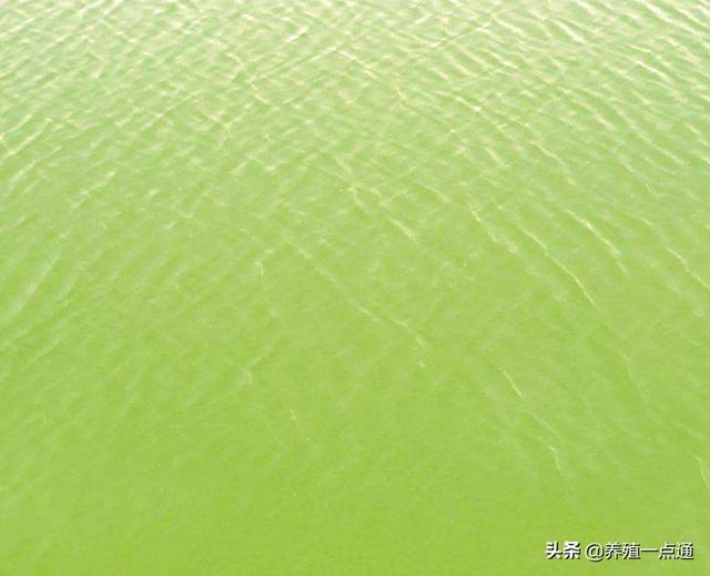 常见八大水色藻相及调控决定水产养殖效益成败 新闻时间
