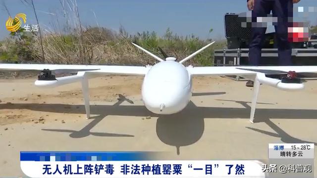 屡次发生！村民种罂粟近千株，炒菜当味精放，殊不知已经犯法