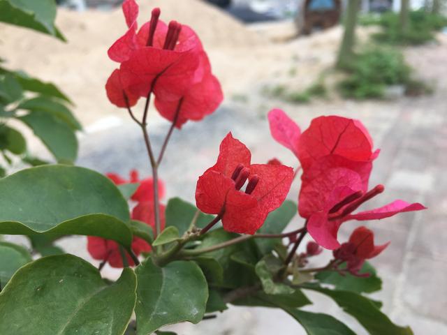 春季的三角梅最怕“3件事”，避开就能花开不断，看着热闹又喜庆