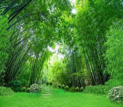 如风随语·即景