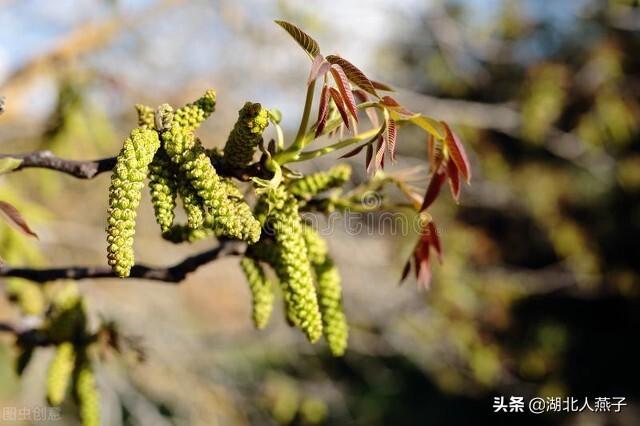 进入3月后，这8种“树上鲜”记得要尝尝，不辜负春天好时光