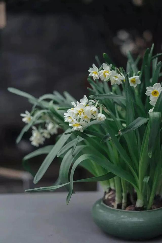 花朝节，看看你是哪个花神