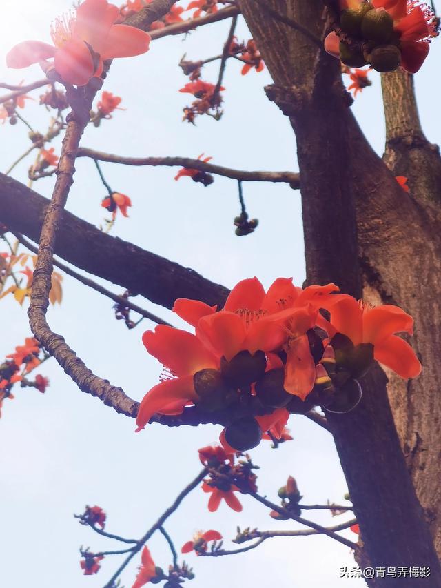 三月繁花雨，平凡日子也是美