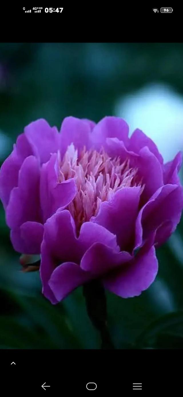人间最美四月天，百花开满园