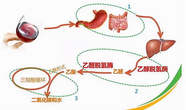 喝酒为什么会上头？