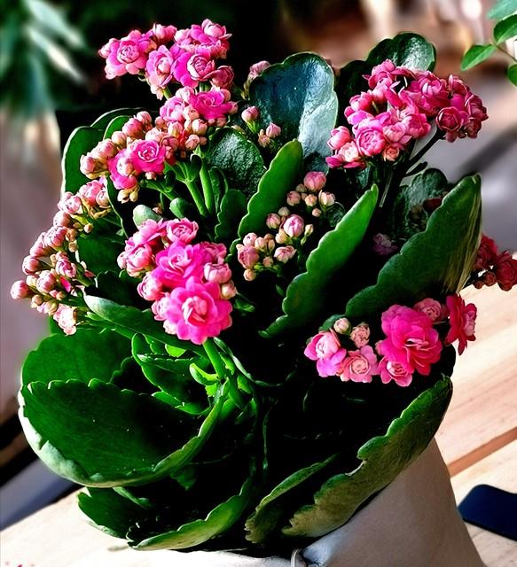 8款高颜值长寿花(三种人不能养长寿花)