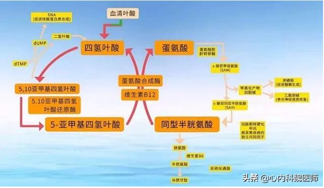 老年人预防脑梗，补充叶酸很重要，如何补才正确？总结3个要点