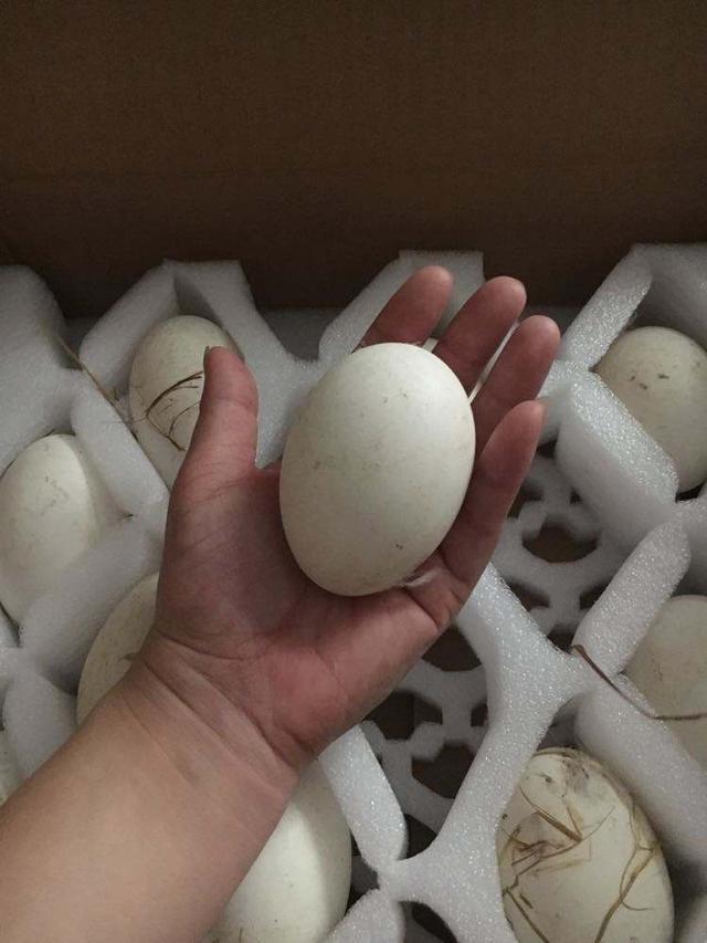 鸡蛋、鸭蛋、鹅蛋，哪个更有营养？为什么鹅蛋更大，却不受欢迎？