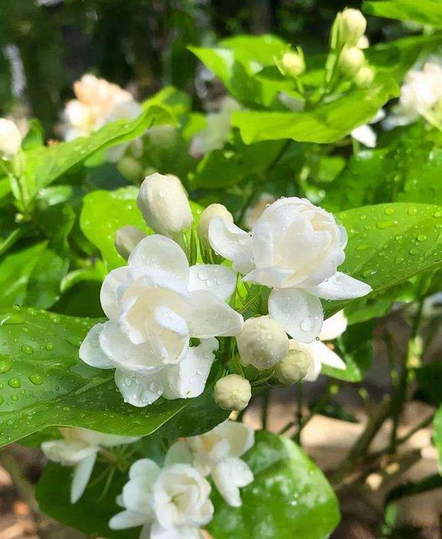 茉莉花茶的作用