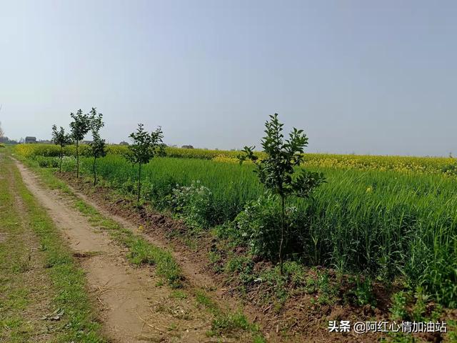 剪剪轻风阵阵寒，清明时节忆母亲平生