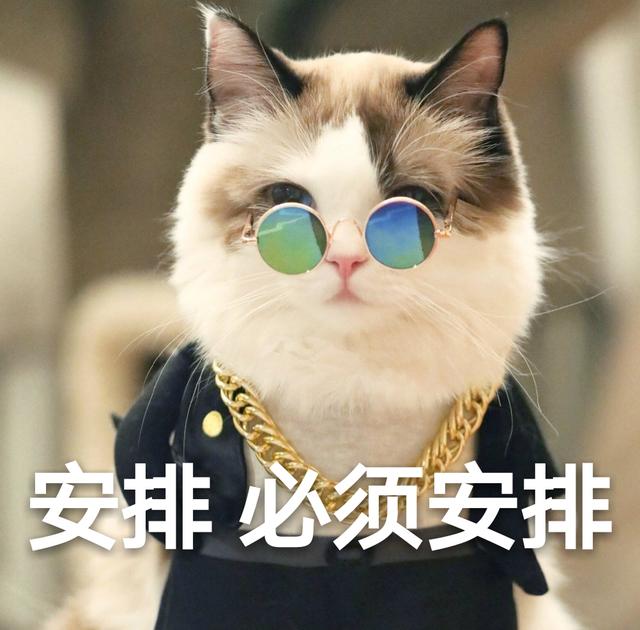 猫粮排行榜