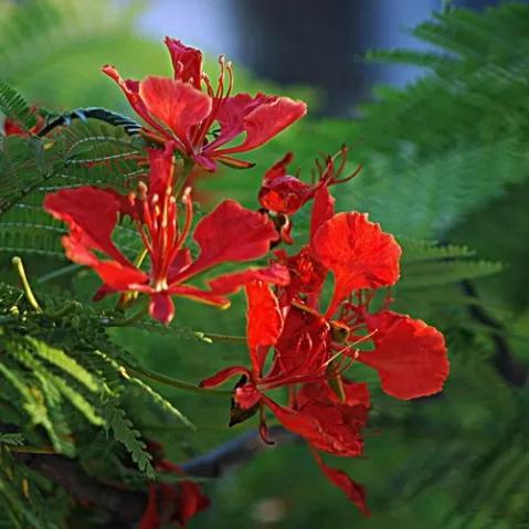 凤凰花花语 凤凰花花语（凤凰花花语与寓意） 生活