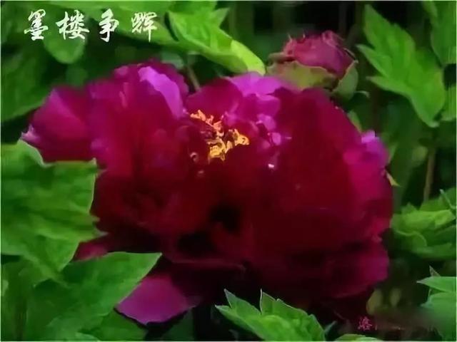 牡丹花图片