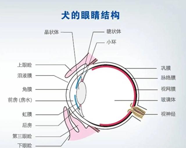 狗狗眼睛突出怎么回事(狗眼睛凸出来是怎么回事)