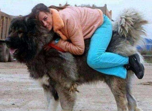 女人爱狗狗