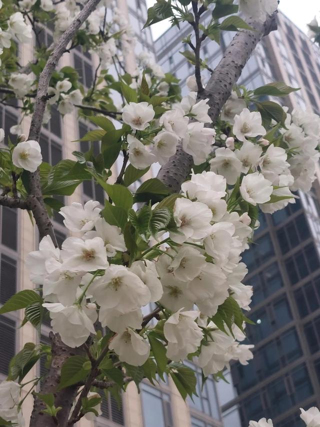 正当春花烂漫时