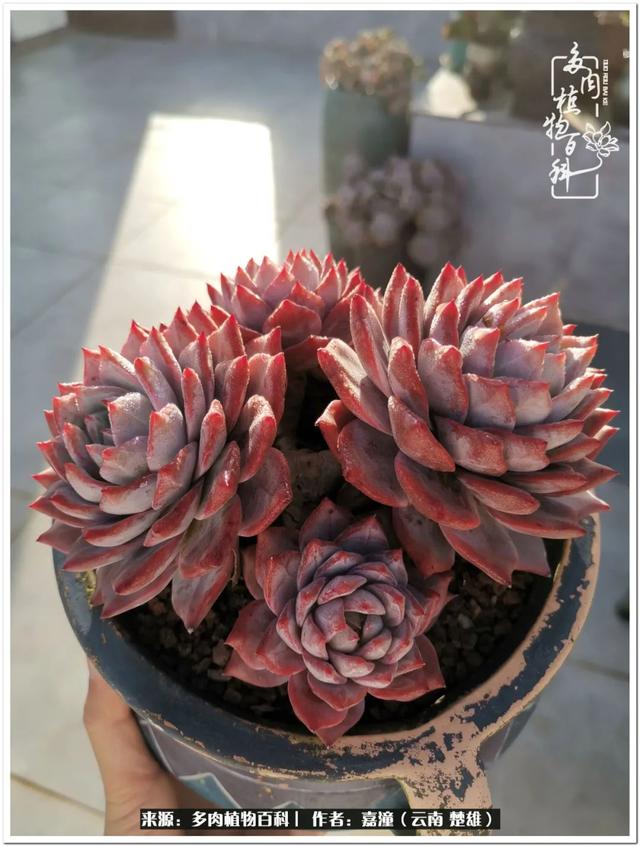 玉蝶铜芯电线价格表4平方,玉蝶铜芯线今日价格