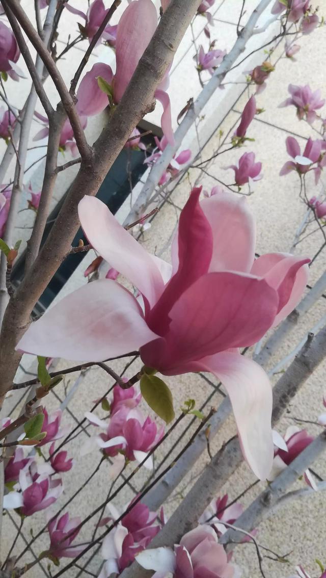 人间四月 花开的心绪［二首］