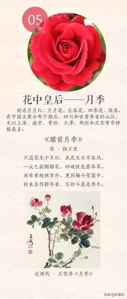 11月开什么花