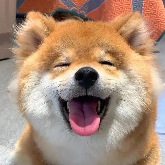 狗狗开心的表情图片
