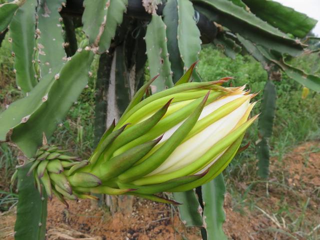 野菜有哪些